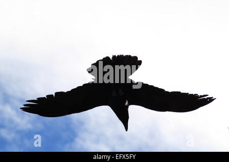 La silhouette d'un corbeau noir sur bleu ciel avec des nuages blancs. Banque D'Images