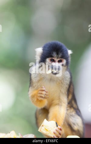 L'Afrique du Sud, Monkeyland, singe écureuil (Saimiri manger). Banque D'Images