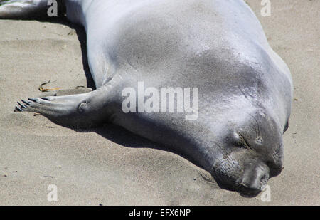 Un phoque gris est de dormir sur une plage de sable chaud. Banque D'Images