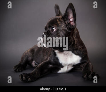 Petit chien bouledogue français sur fond sombre Banque D'Images