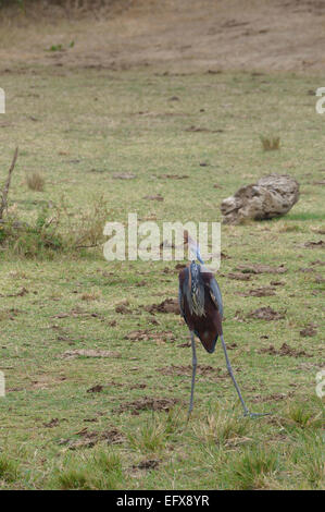 Un Héron goliath debout sur l'herbe des rives du Lac Edward, QENP, Ouganda. Banque D'Images