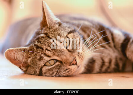 Chat tigré portant sur parquet dans la chambre Banque D'Images