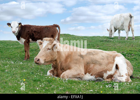 L'engraissement de bovins sur l'herbe verte du comté de Kerry Irlande sur la façon sauvage de l'Atlantique Banque D'Images