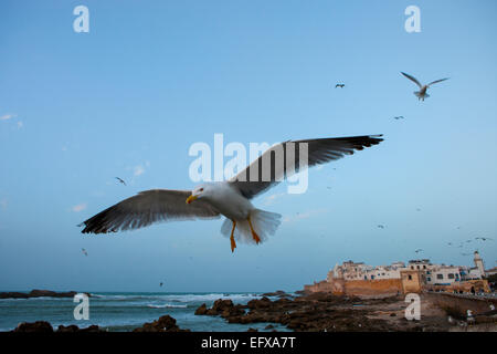 Close up of sea gull en face de fort côtière, Essaouira, Maroc Banque D'Images