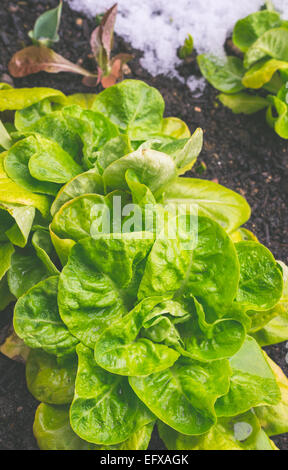 Selective focus sur les jeunes feuilles vert luxuriant de peu de cultures de laitue par jardins familiaux et l'agriculture biologique en saison d'hiver. Banque D'Images