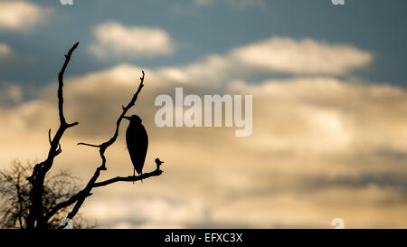 Tourné au lever du soleil à Rufford Abbey Park dans le Nottinghamshire, Angleterre, Royaume-Uni. Banque D'Images