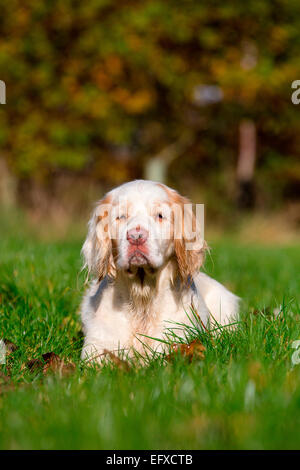 Portrait de clumber spaniel couché de soleil Banque D'Images