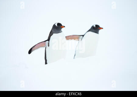 Gentoo pingouin Pygoscelis papua, deux adultes, marcher dans la neige, Cuverville Island, l'Antarctique en janvier. Banque D'Images