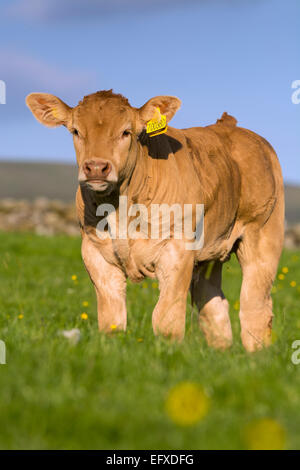 La Blonde d'Aquataine veaux dans les pâturages, Cumbria, Royaume-Uni. Banque D'Images