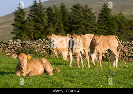 La Blonde d'Aquataine veaux dans les pâturages, Cumbria, Royaume-Uni. Banque D'Images