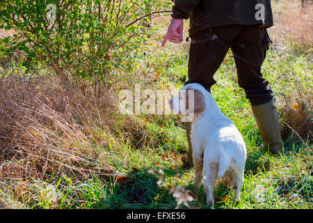 Homme avec fusil de chasse dans un bois à la signalisation d'clumber spaniel chien, Oxfordshire, Angleterre Banque D'Images