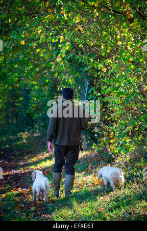 Homme avec fusil de chasse en bois avec des armes à feu, les chiens clumber spaniel Oxfordshire, Angleterre Banque D'Images