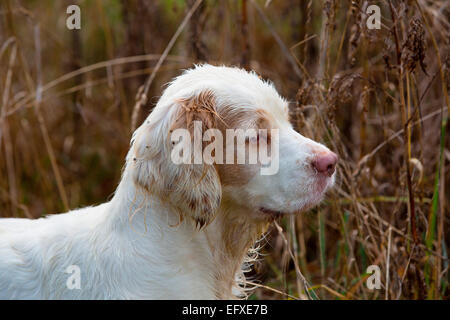 Portrait de clumber spaniel chien en marais, Oxfordshire, Angleterre Banque D'Images