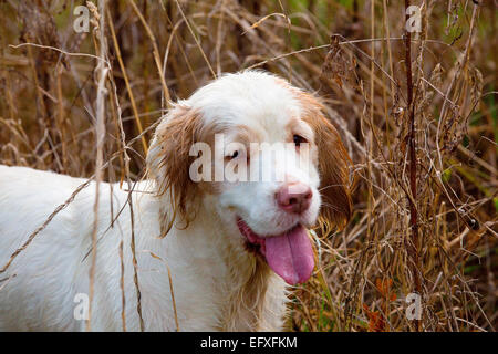 Portrait de clumber spaniel chien avec la langue dans le marais, Oxfordshire, Angleterre Banque D'Images