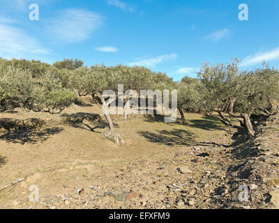 Paysage d'oliviers en Catalogne. Parc national de Cap de Creus, l'Espagne. Banque D'Images