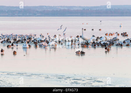 Les oiseaux sur la glace en hiver Banque D'Images