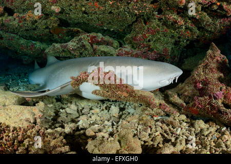 Nebrius ferrugineus infirmière Tawny requin crachant, Maradhoo, l'Atoll, Maldives, océan Indien Banque D'Images