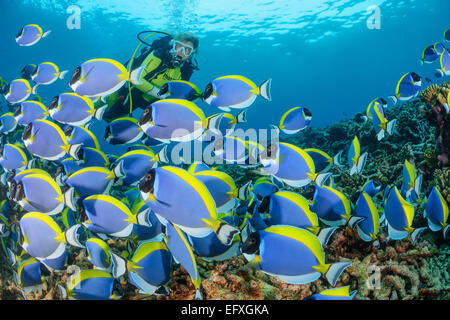 Acanthurus leucosternon powderblue, chirurgiens, Maradhoo, l'Atoll, Maldives, océan Indien Banque D'Images