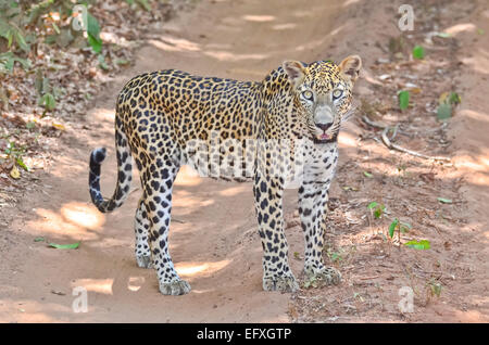 Endémique du Sri Lanka - Léopard Panthera pardus Kotiya à Wilpattu National Park Banque D'Images