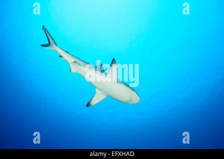 Blacktail reef shark ou Gris requin de récif, Carcharhinus ...