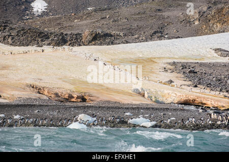 Ligne de pingouin Adélie (Pygoscelis adeliae) colonie à Hope Bay, île de la Trinité, Péninsule Antarctique Banque D'Images