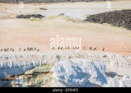 Ligne de pingouin Adélie (Pygoscelis adeliae) colonie à Hope Bay, île de la Trinité, Péninsule Antarctique Banque D'Images