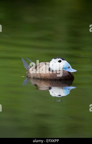 Érismature à tête blanche Oxyura leucocephala mâle seul;UK Northumberland Banque D'Images