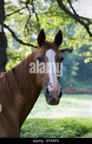 Equus ferus caballus. Portrait d'un châtaignier, tête de cheval pur-sang. Banque D'Images