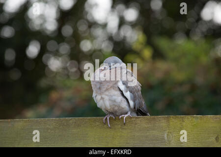 Pigeon ramier Columba livia seule jeune oiseau Cornwall, UK Banque D'Images