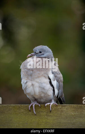 Pigeon ramier Columba livia seul jeune Cornwall, UK Banque D'Images