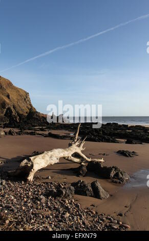 Le Driftwood beach St Cyrus Nature Reserve l'Écosse Janvier 2015 Banque D'Images