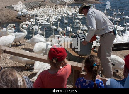 Les enfants regardant un homme nourrir les cygnes à Abbotsbury Swannery, Dorset, Angleterre Banque D'Images