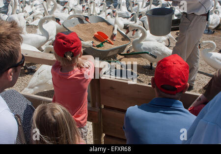 Les visiteurs de visionner l'un de nourrir les cygnes du personnel à Abbotsbury Swannery, Dorset, Angleterre Banque D'Images