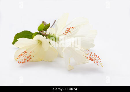 Hibiscus blanc sur fond blanc Banque D'Images