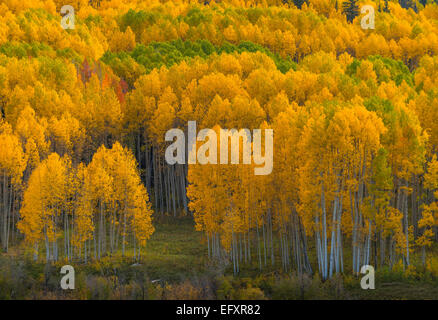 Gunnison National Forest, West Elk Mountains, CO : Aspen Grove à l'automne Banque D'Images