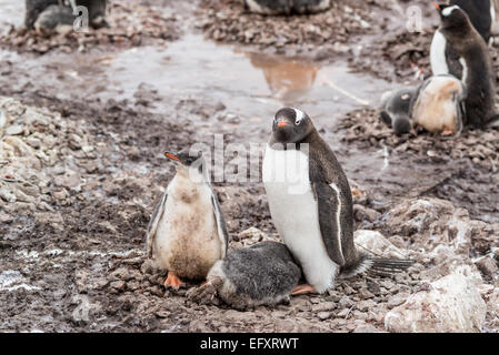 Gentoo pingouin avec les poussins dans la colonie à Neko Harbour, péninsule antarctique, Andvord Bay, sur la côte ouest de la Terre de Graham Banque D'Images