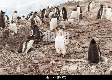 Leucistic Gentoo pingouin se mêle à l'pimented normalement membres de colonie à Neko Harbour, péninsule antarctique, Andvord Bay Banque D'Images