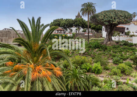 Arbre Dragon, Icod de los Vinos, Canaries arbre dragon, Dracaena draco, Tenerife Espagne Europe de l'Atlantique Banque D'Images