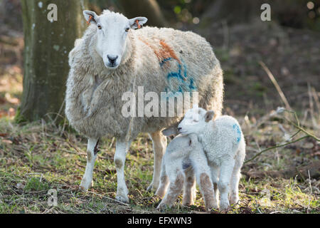 Brebis brebis avec 2 agneaux dans woods Banque D'Images