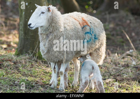 Brebis brebis avec 2 agneaux dans woods Banque D'Images