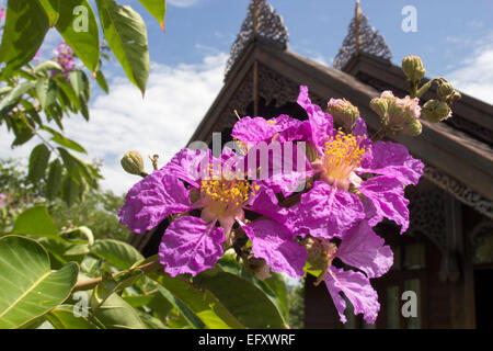 Crape-Myrtle Queens Thaïlande fleur Banque D'Images