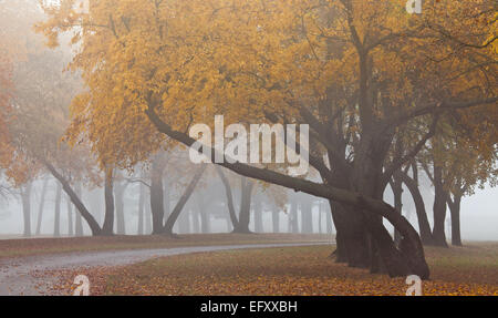 Beeds Lake State Park, comté de Franklin, de l'Iowa - gracieusement les troncs d'arbres aux couleurs de l'automne dans le brouillard Banque D'Images