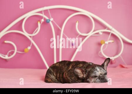 Un mignon, vieux bouledogue français dormir sur un lit de rose dans une chambre rose. Banque D'Images