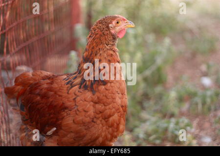 Rhode Island rouge croix rouge coq Wyandotte Banque D'Images