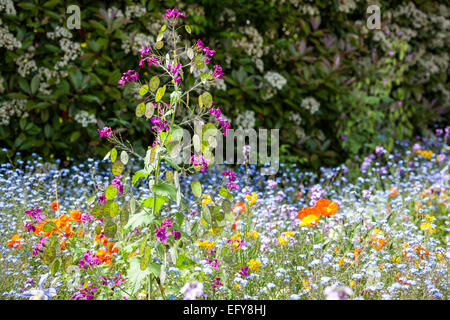 Frontière avec Lunaria annua, Papaver nudicaule et Myosotis sylvatica Banque D'Images