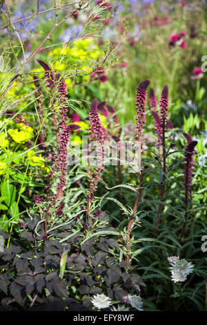 Lysimachia atropurpurea 'Beaujolais' Banque D'Images