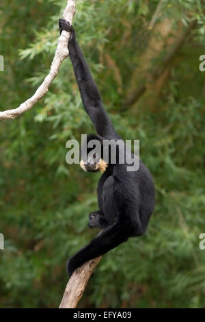 Black Crested Gibbon (Hylobates concolor) Banque D'Images