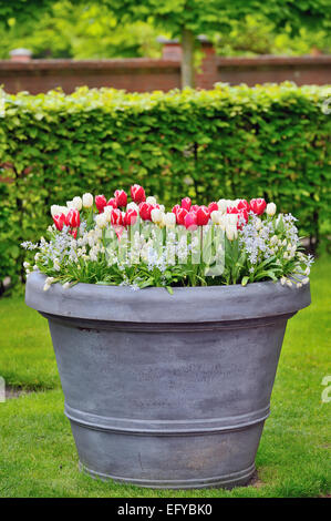 Tulipes fleurs de printemps dans le jardin Banque D'Images
