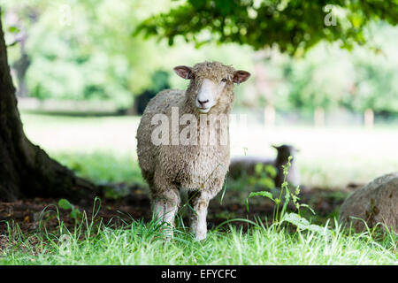 Mouton debout dans l'ombre des arbres dans un pré. Banque D'Images