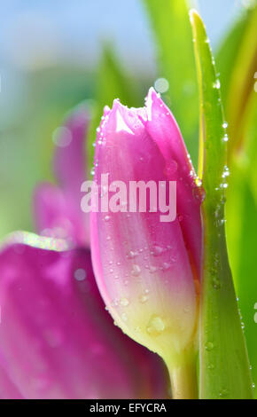 Close up of purple tulips in vase Banque D'Images